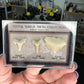 Fossil Shark Teeth Collection