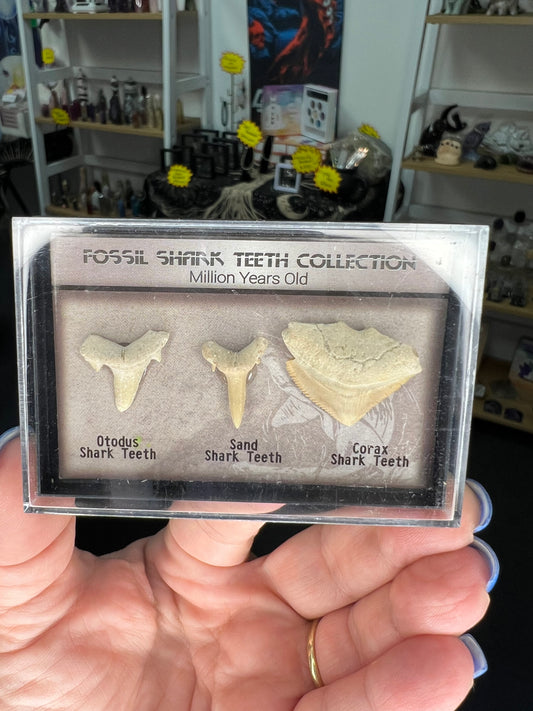 Fossil Shark Teeth Collection