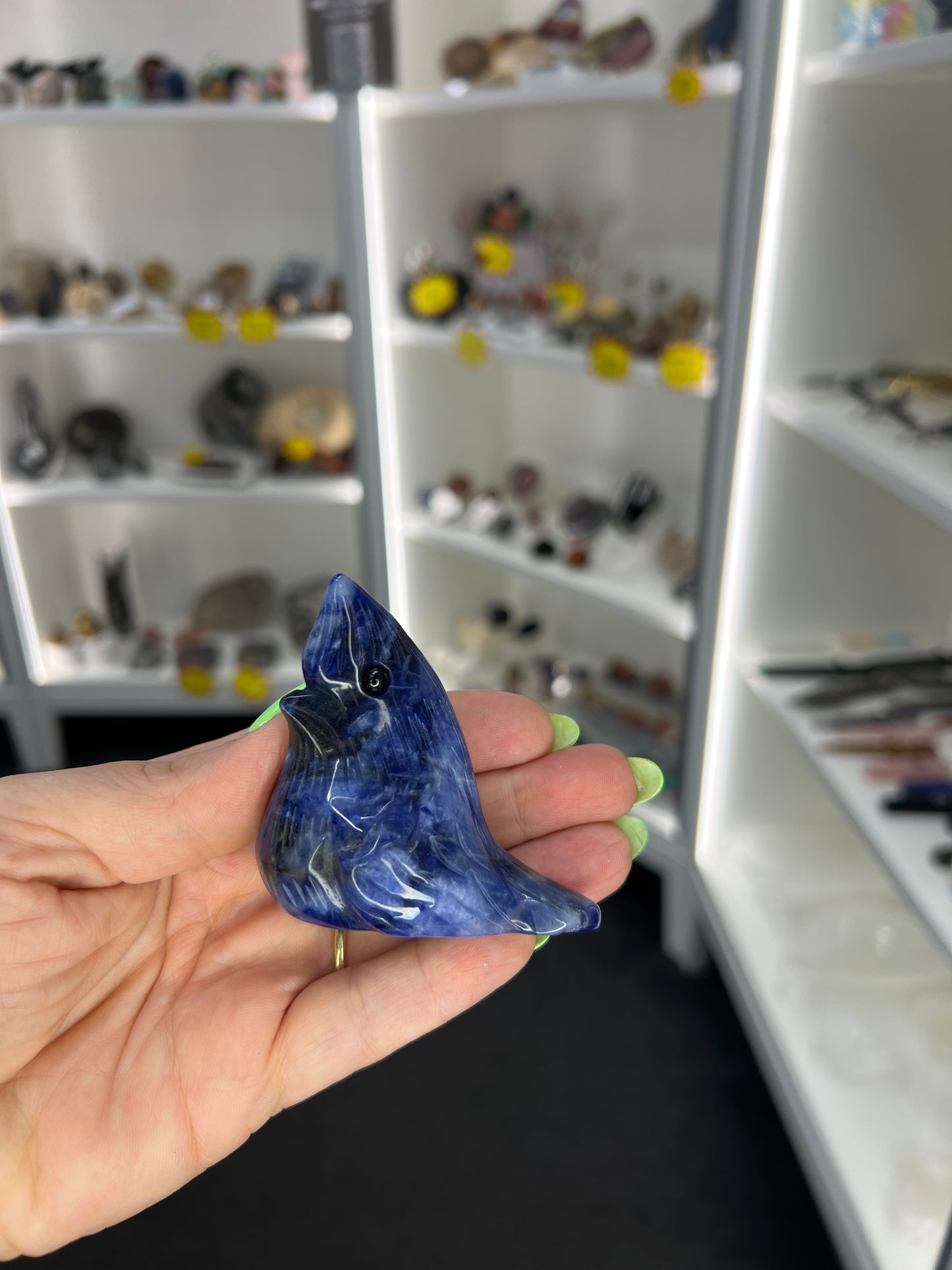 Sodalite Bird