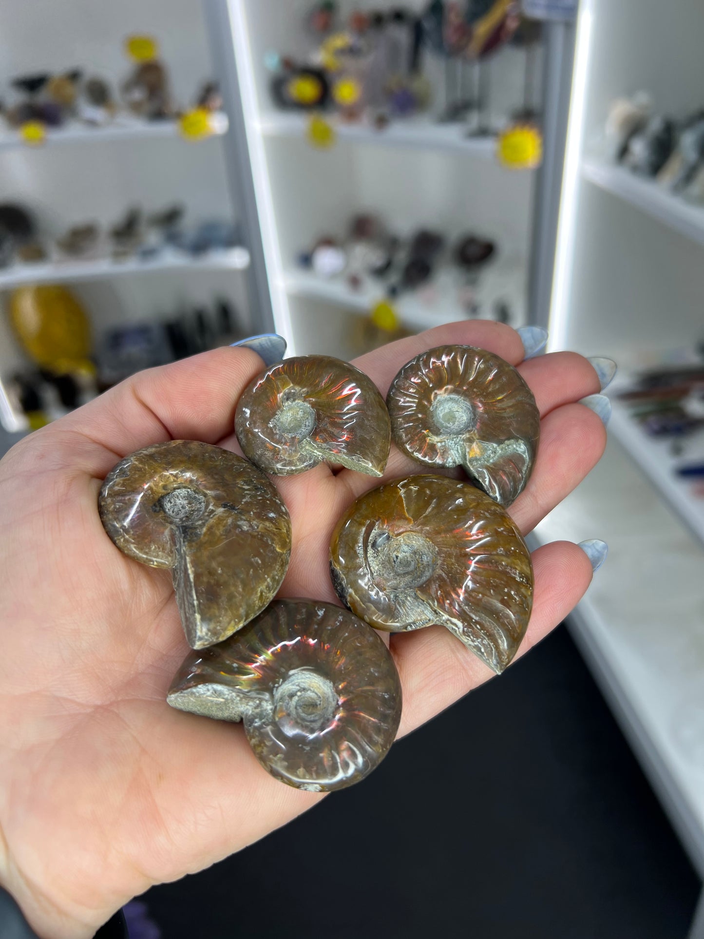 Flashy Ammonite