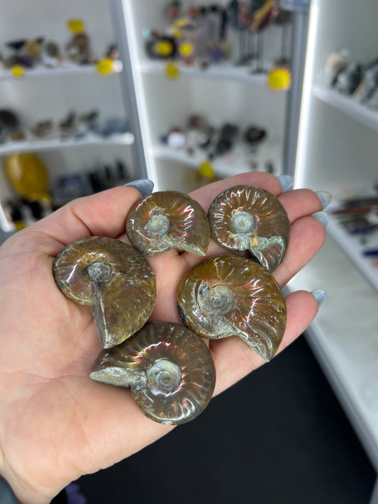 Flashy Ammonite