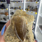 Mosasaurus Anceps Tooth in Matrix