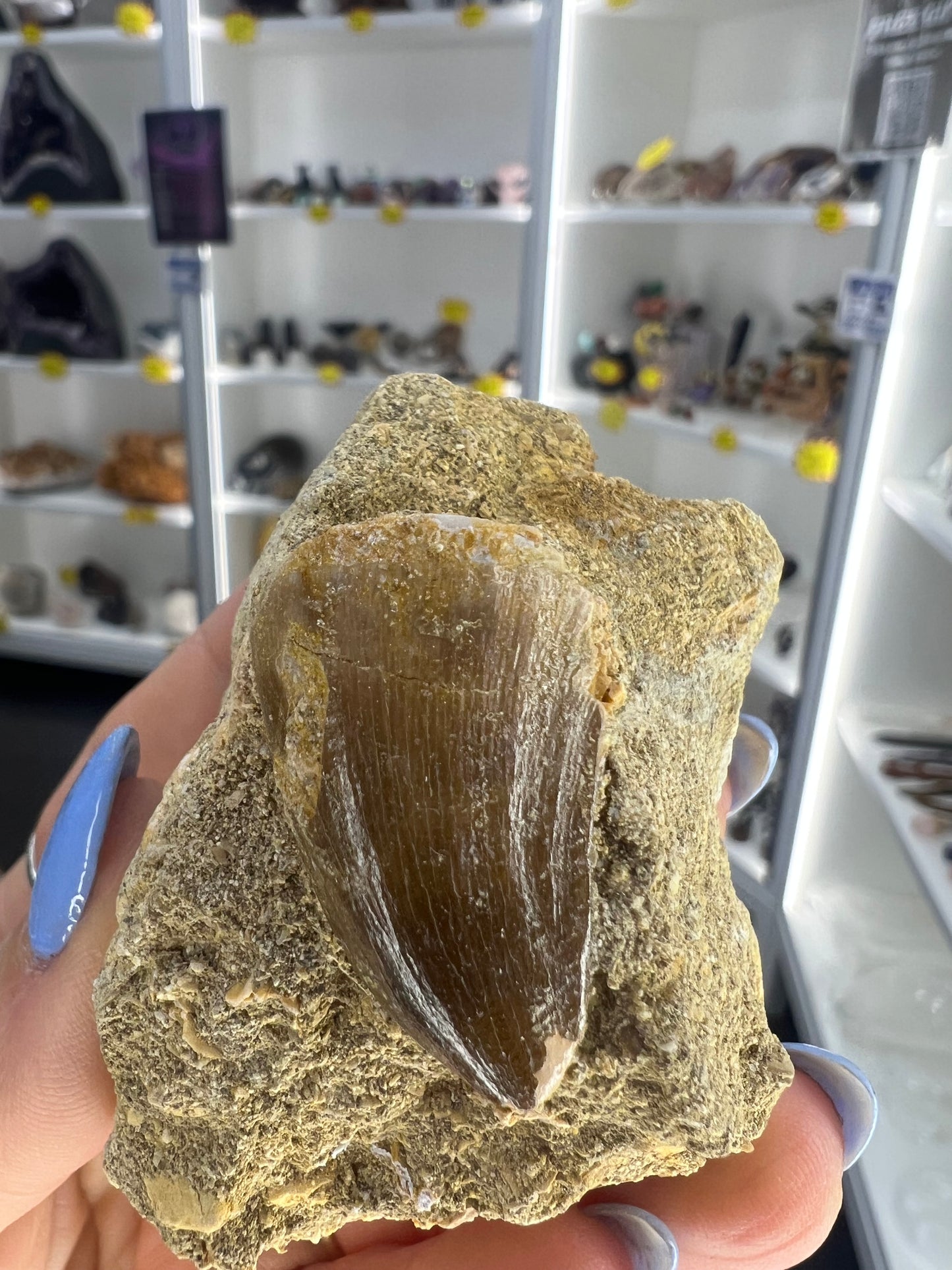 Mosasaurus Anceps Tooth in Matrix