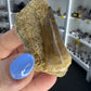 Mosasaurus Anceps Tooth in Matrix