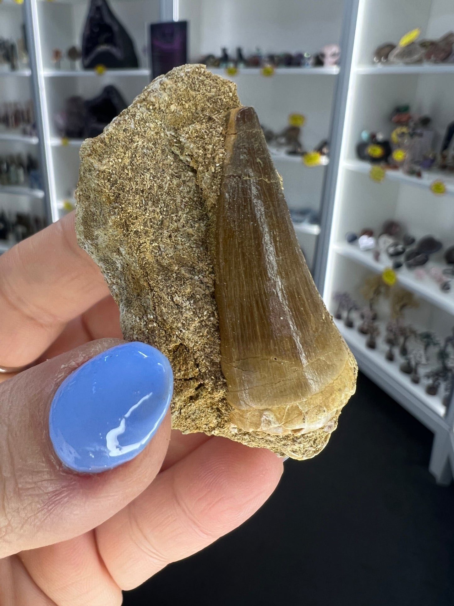 Mosasaurus Anceps Tooth in Matrix
