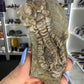 Jimbacriinus Bostocki Crinoid in Matrix