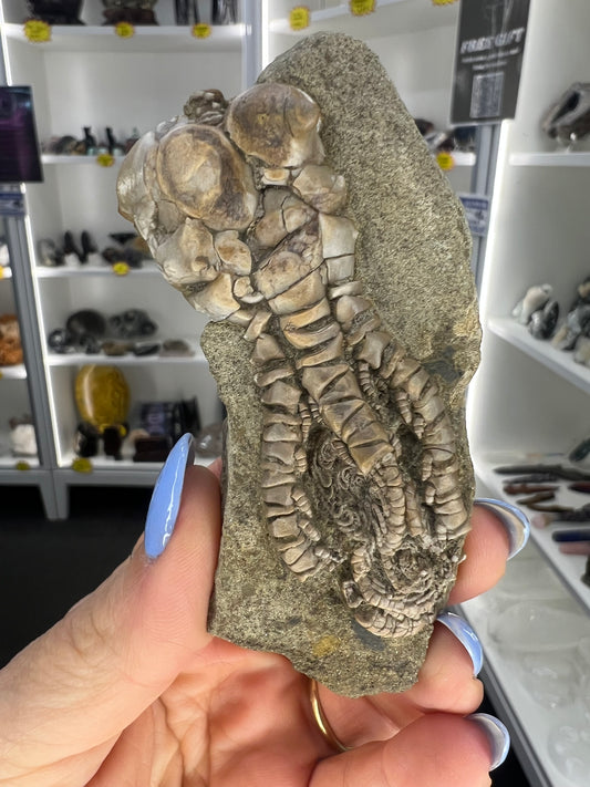 Jimbacriinus Bostocki Crinoid in Matrix
