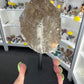 Smoky Quartz Point on Stand