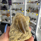 Mosasaurus Anceps Tooth in Matrix