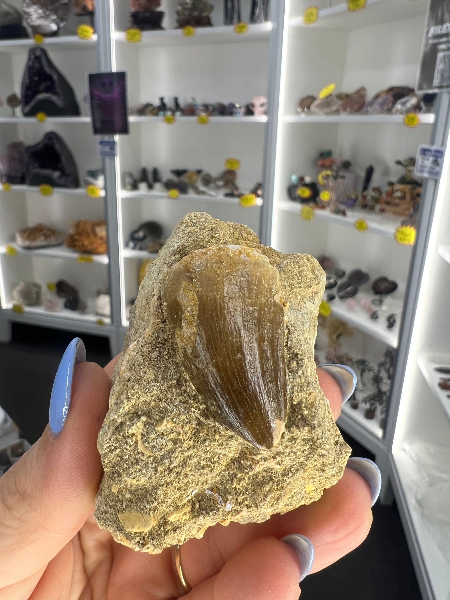 Mosasaurus Anceps Tooth in Matrix