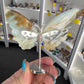 Caribbean Calcite Butterfly