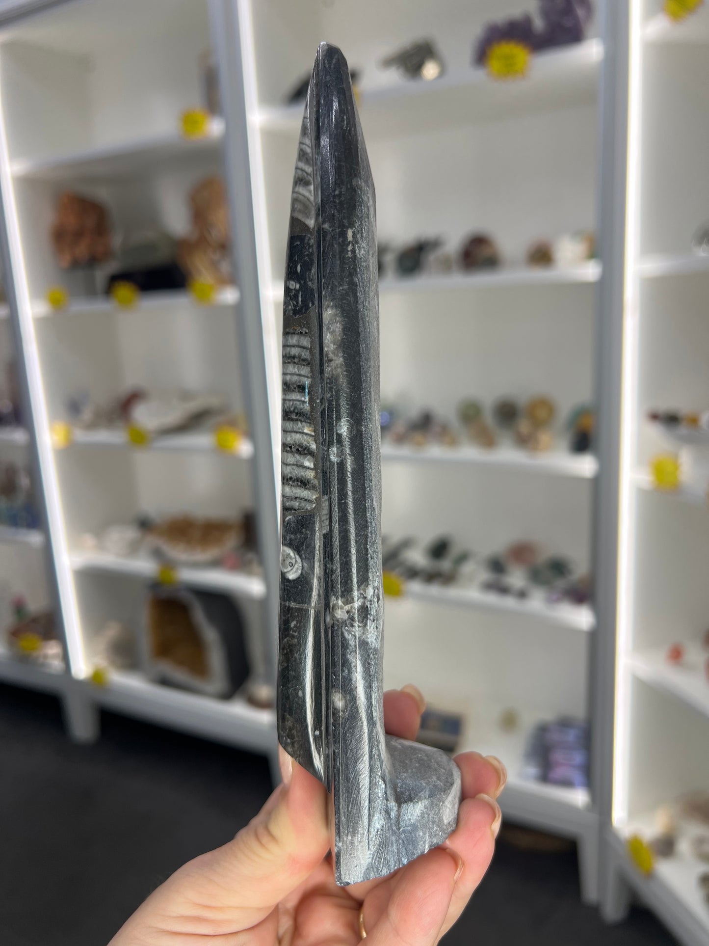 Orthoceras Totem