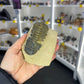 Trilobite in Matrix