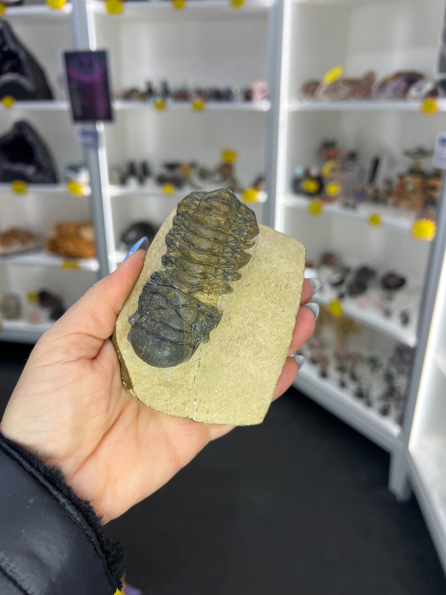 Trilobite in Matrix