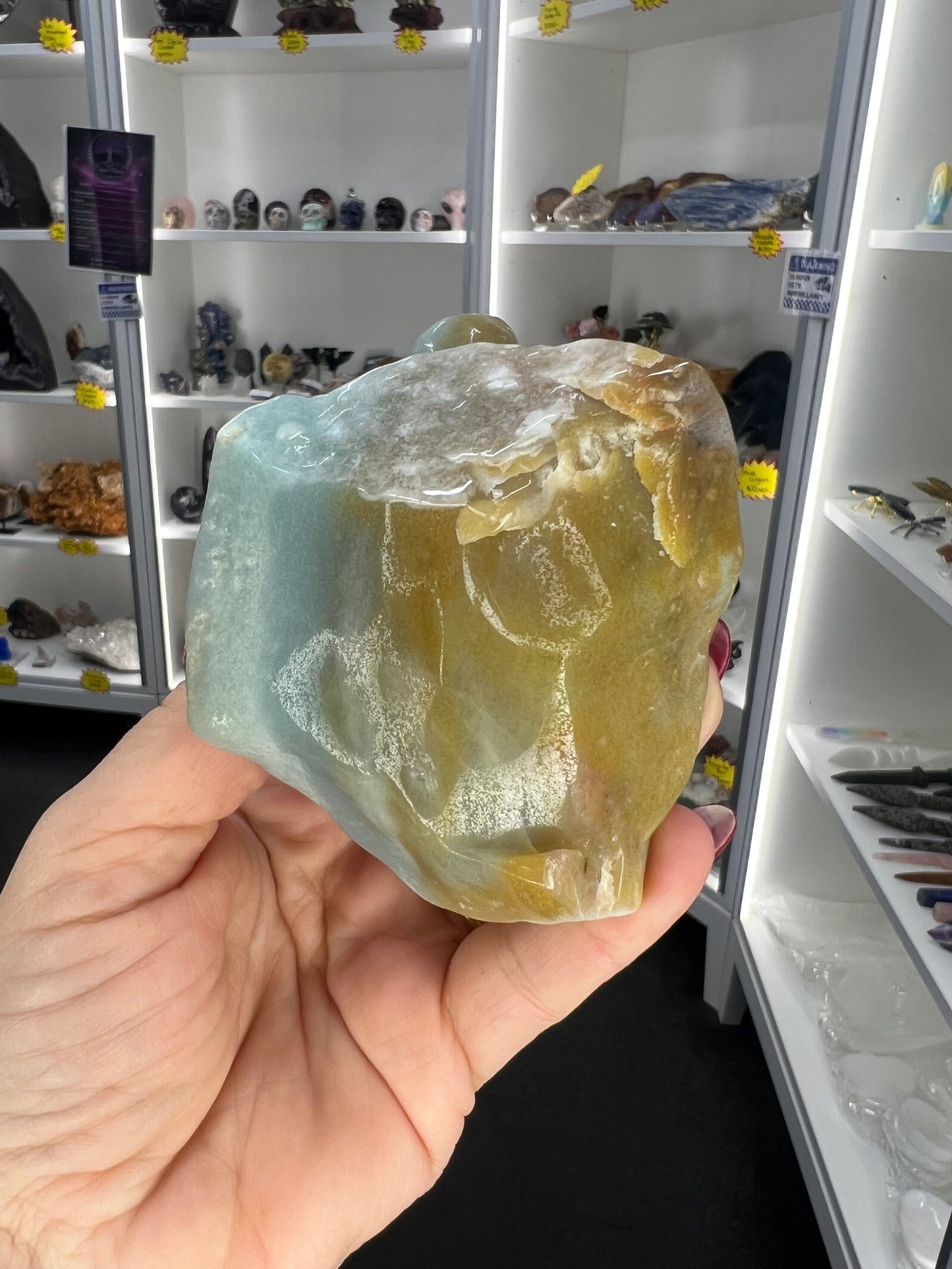 Caribbean Calcite Turtle