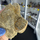 Mosasaurus Anceps Tooth in Matrix