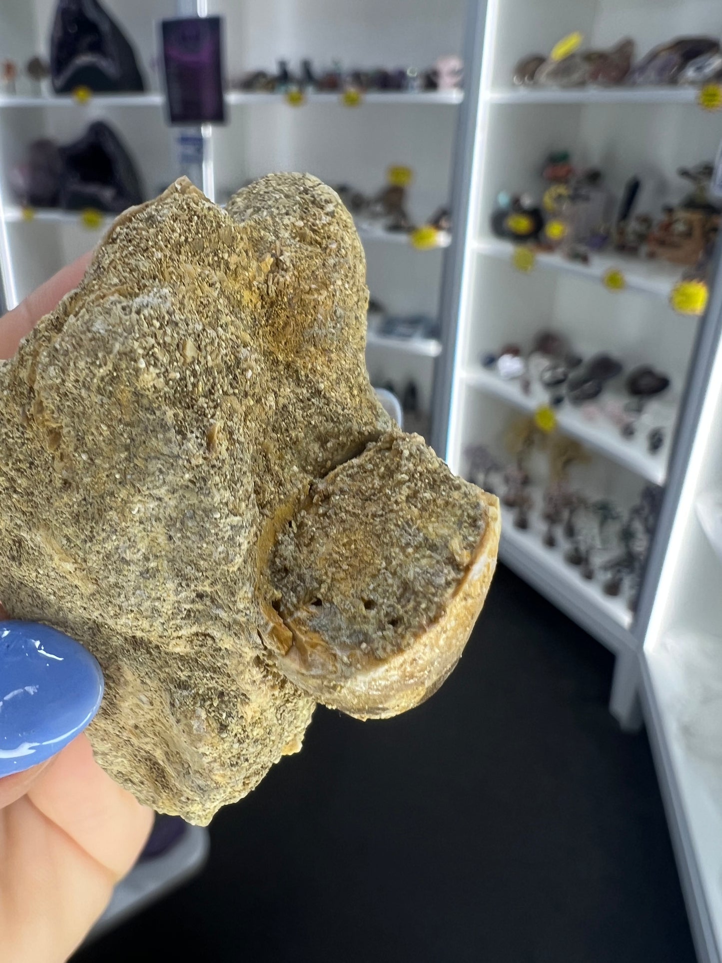 Mosasaurus Anceps Tooth in Matrix