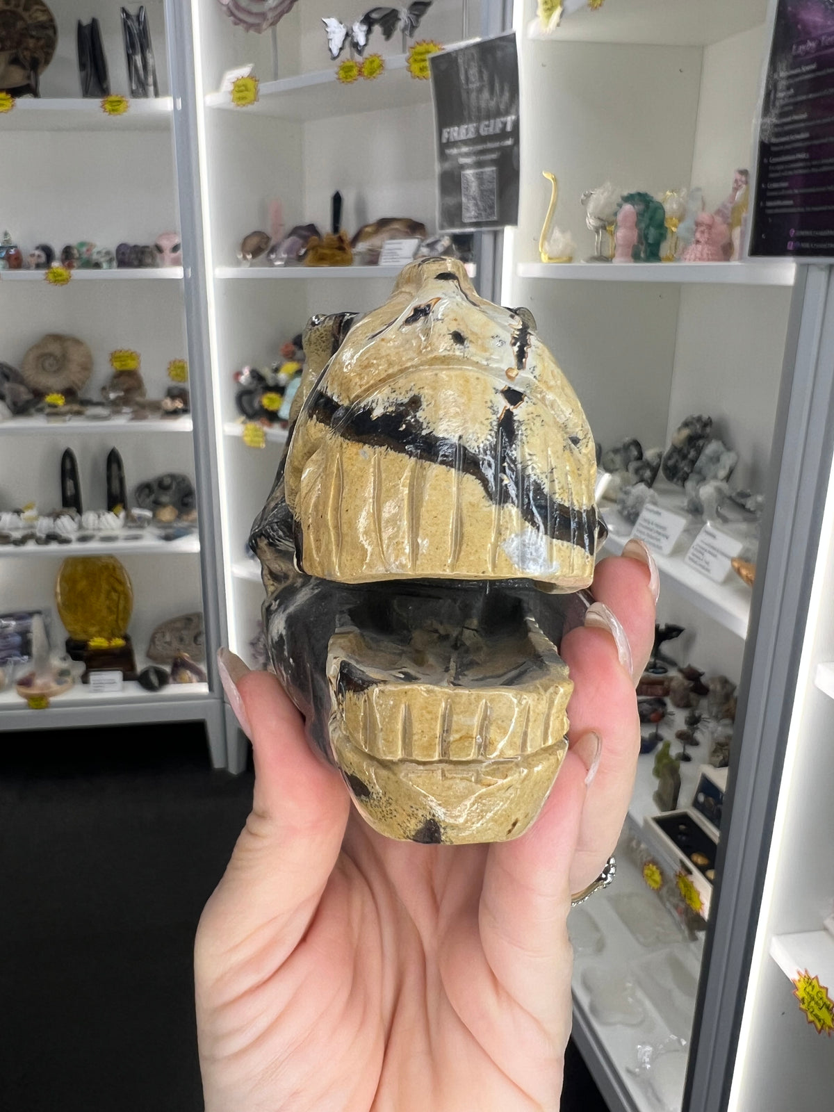 Picture Jasper Dinosaur Skull