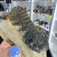 Trilobite in Matrix