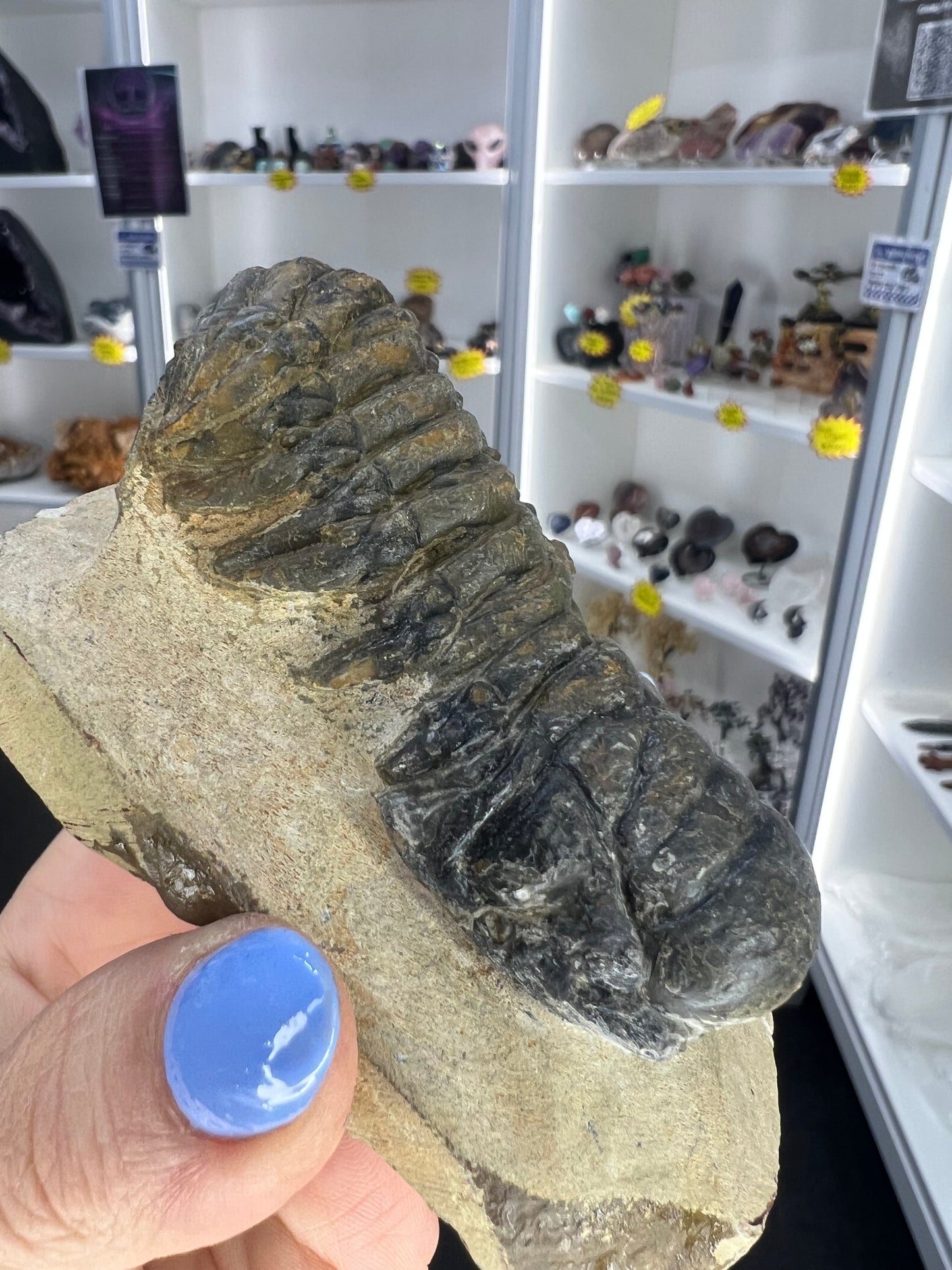 Trilobite in Matrix