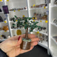 Green Aventurine Tree