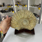 Agadir Ammonite Fossil on Stand