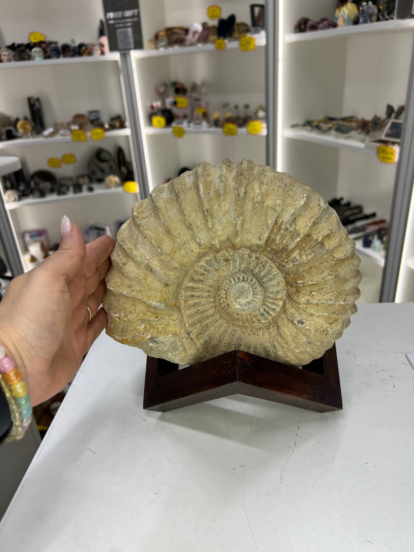 Agadir Ammonite Fossil on Stand