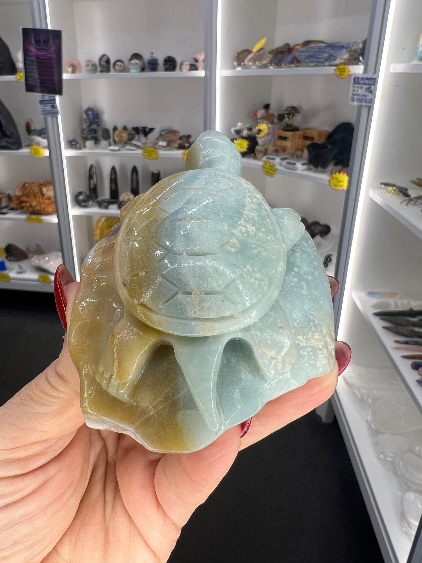 Caribbean Calcite Turtle