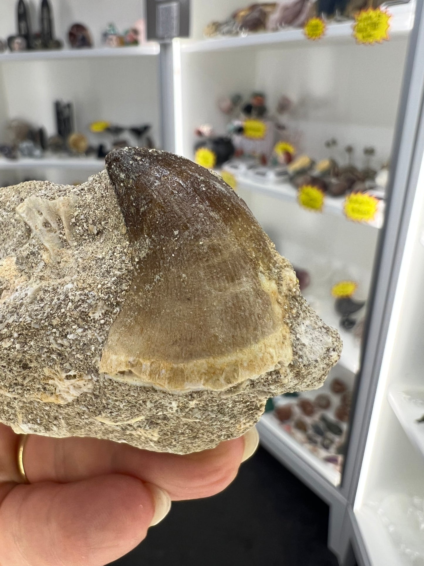 Dinosaur Tooth in Matrix