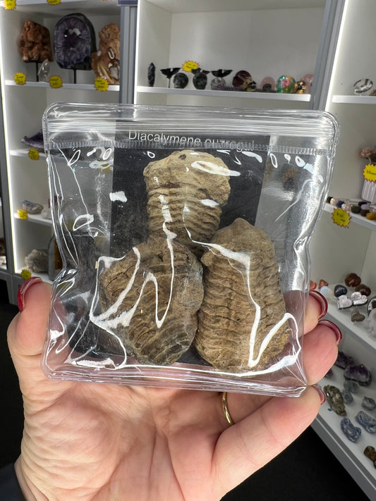 Trilobite