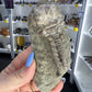 Jimbacriinus Bostocki Crinoid in Matrix
