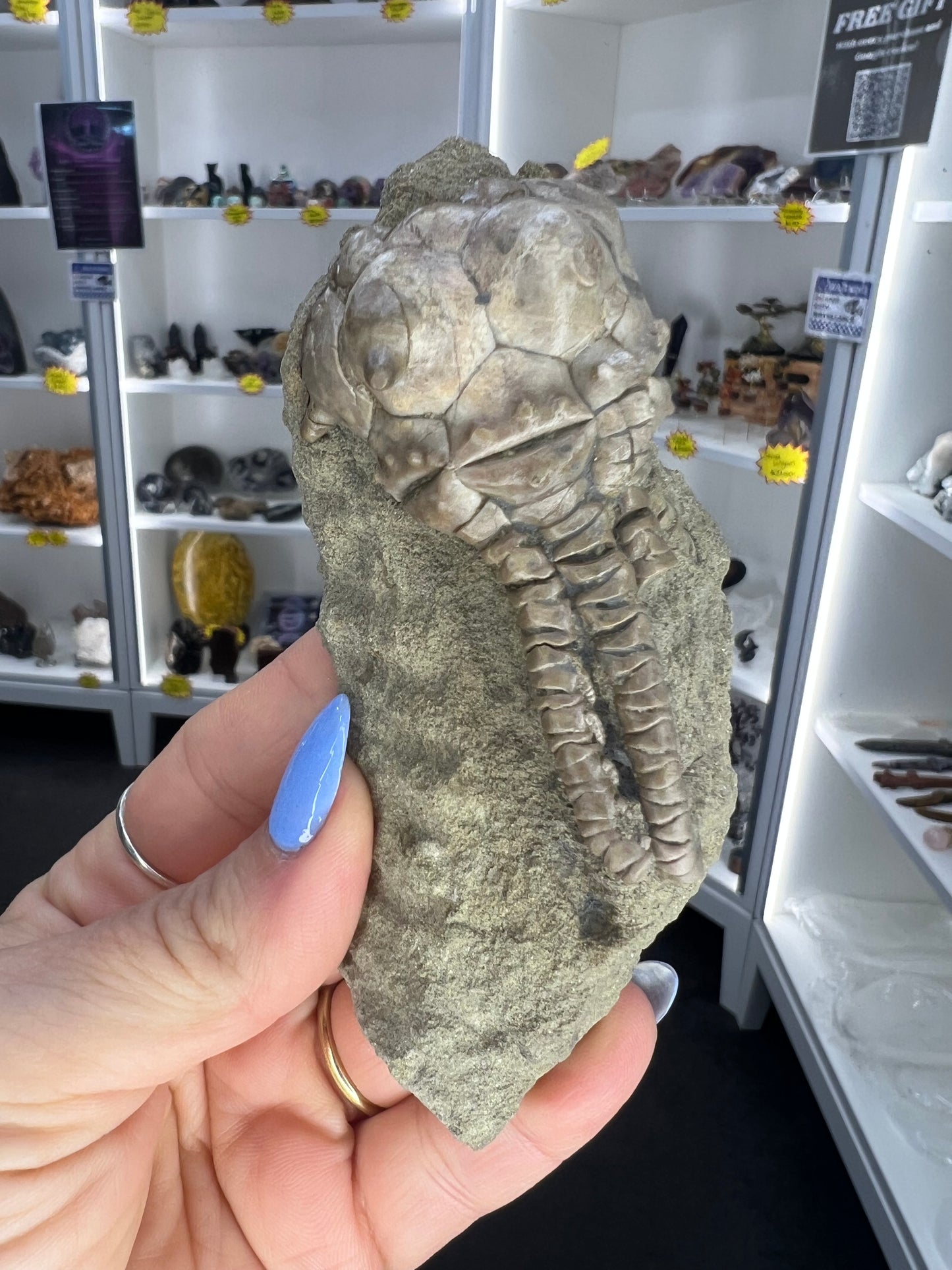Jimbacriinus Bostocki Crinoid in Matrix