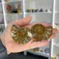 Ammonite Pair