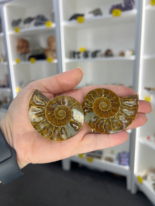 Ammonite Pair