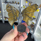 Tigers Eye Butterfly