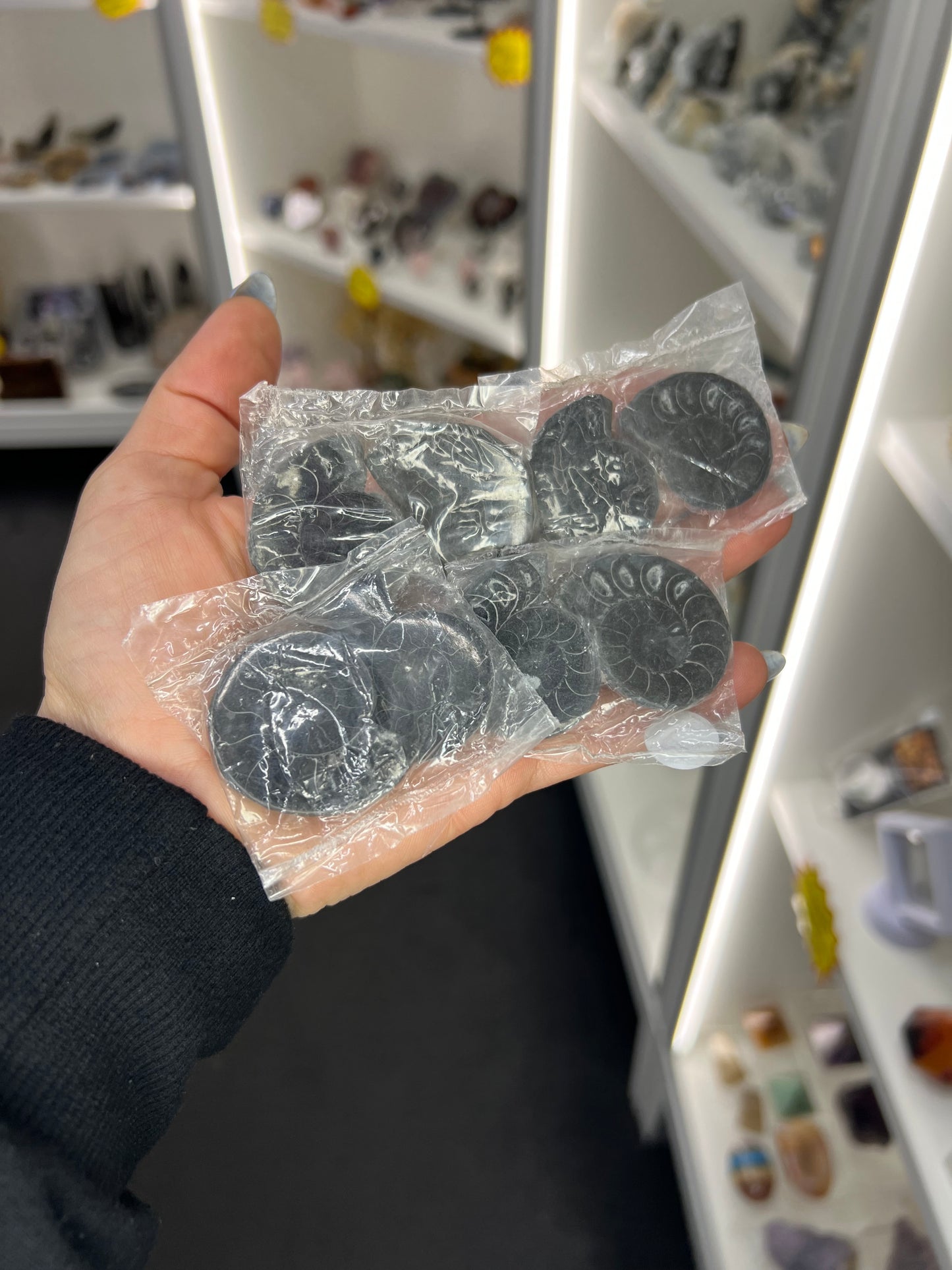 Ammonite Pair