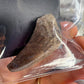 Mosasaurus Anceps Tooth