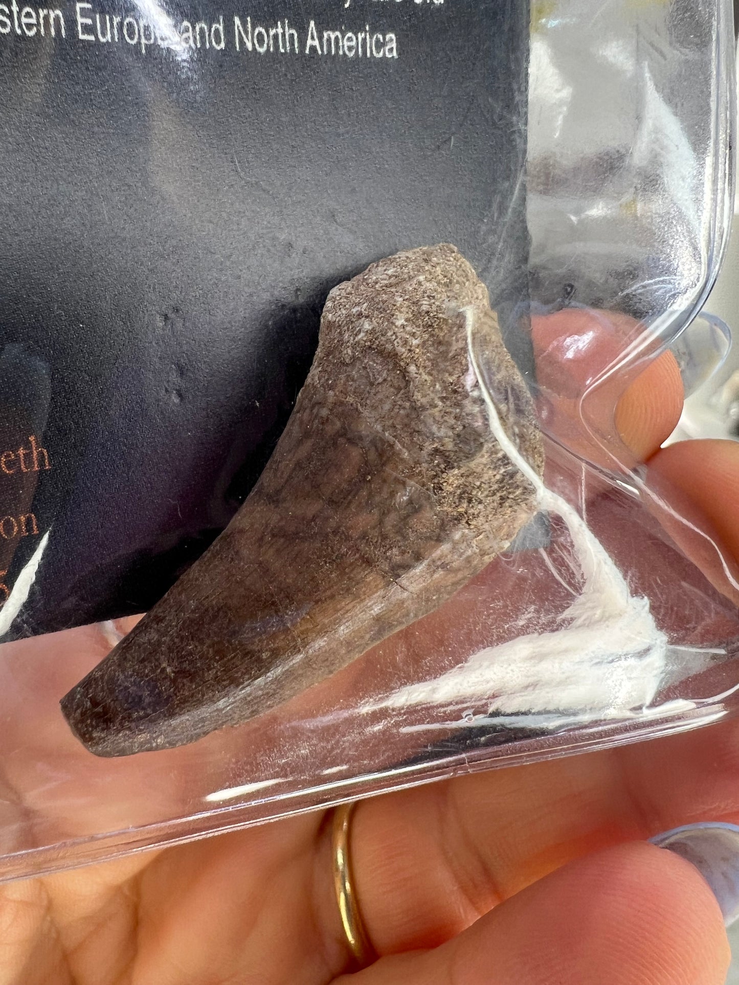Mosasaurus Anceps Tooth