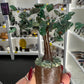 Green Aventurine Tree