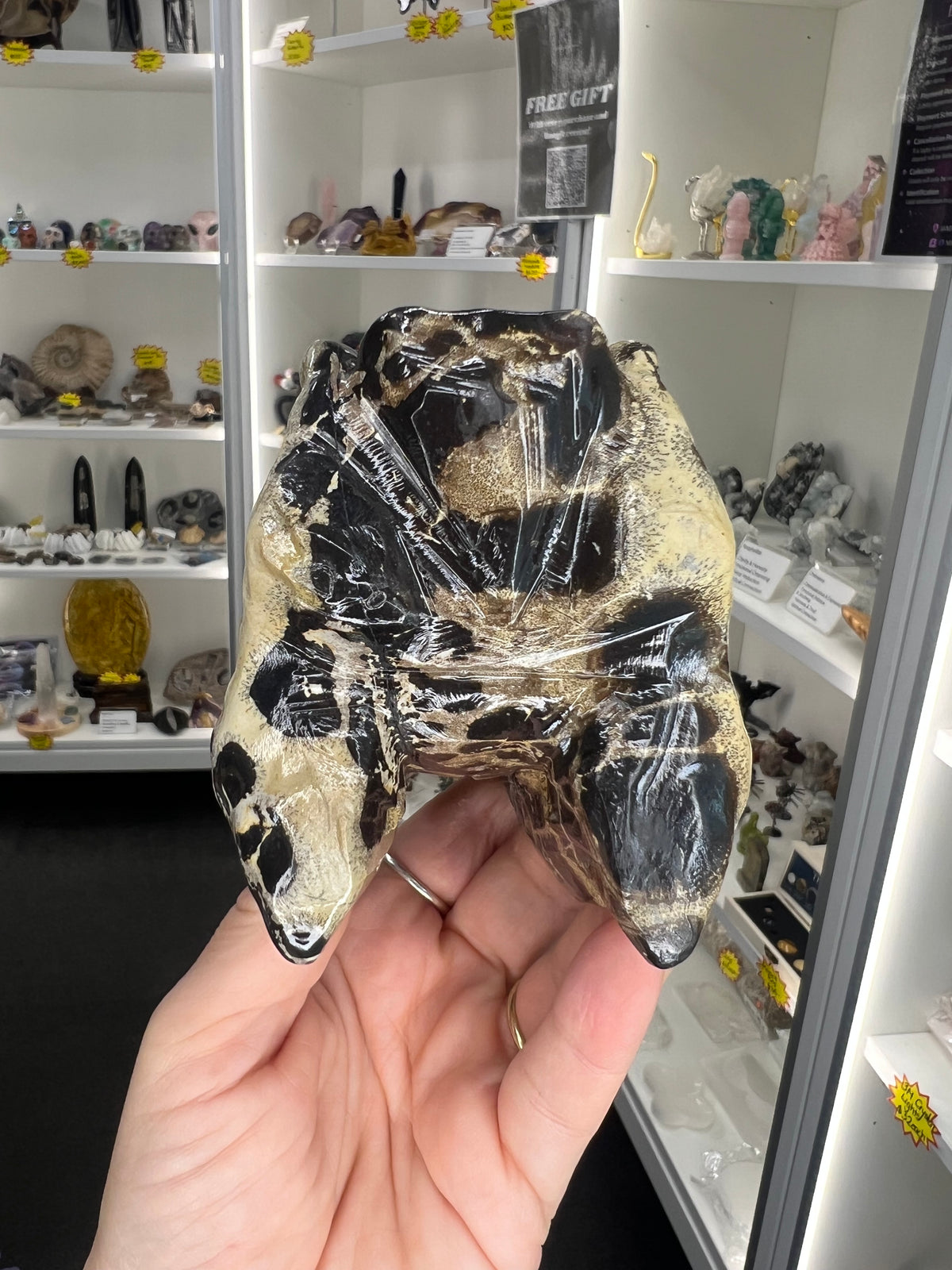 Picture Jasper Dinosaur Skull