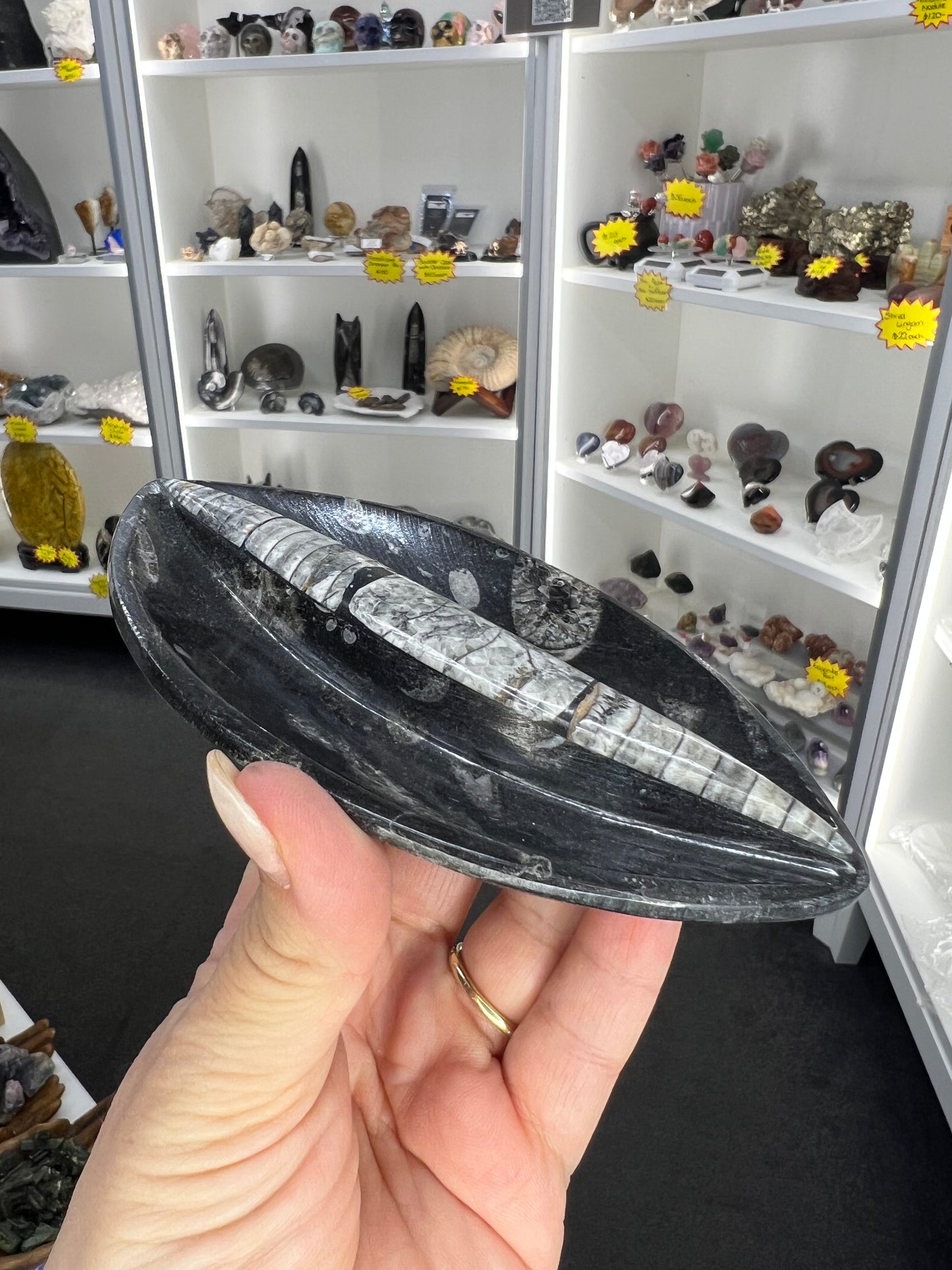 Orthoceras Plate