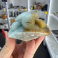 Caribbean Calcite Turtle