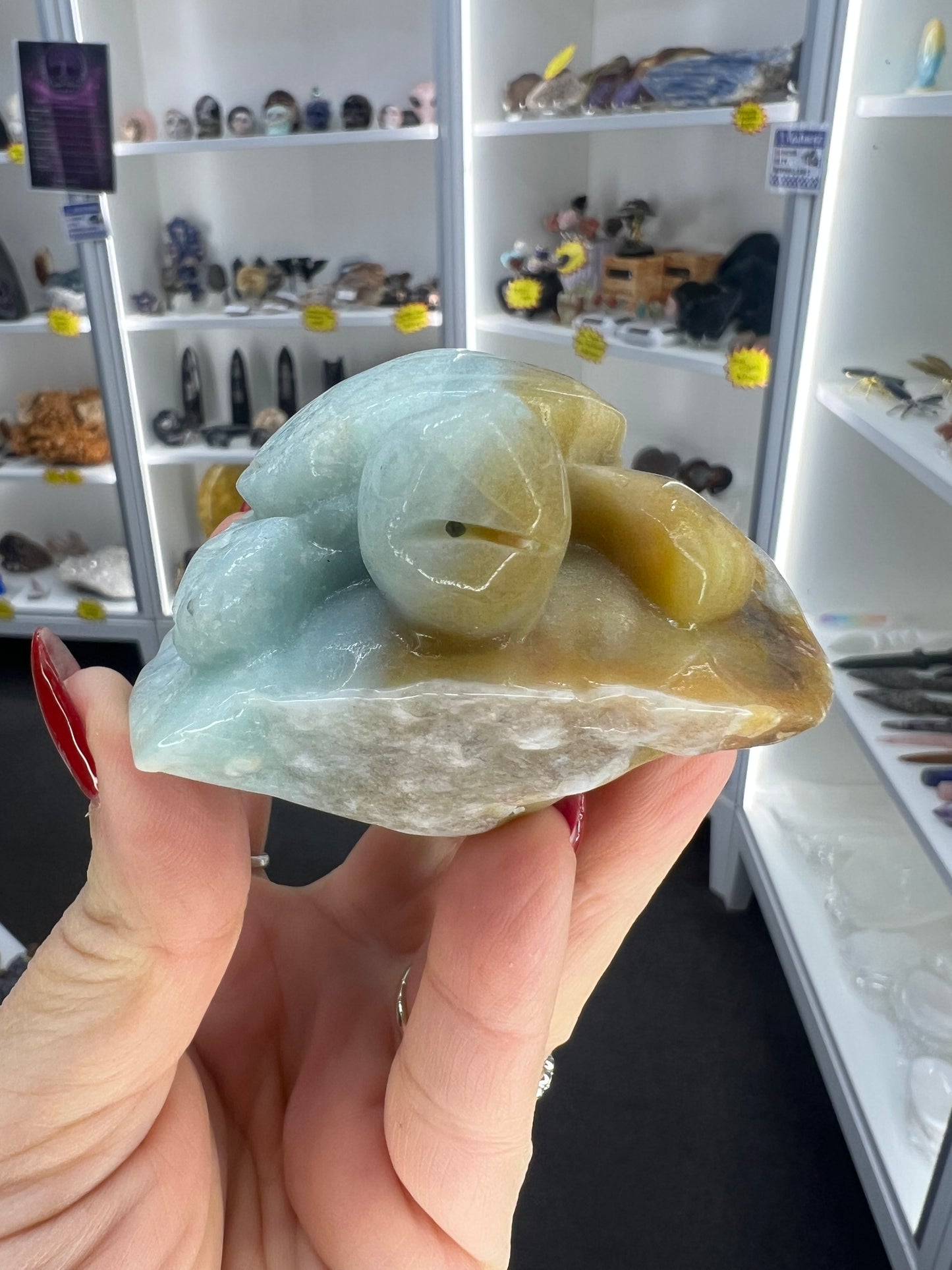 Caribbean Calcite Turtle
