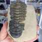 Trilobite in Matrix