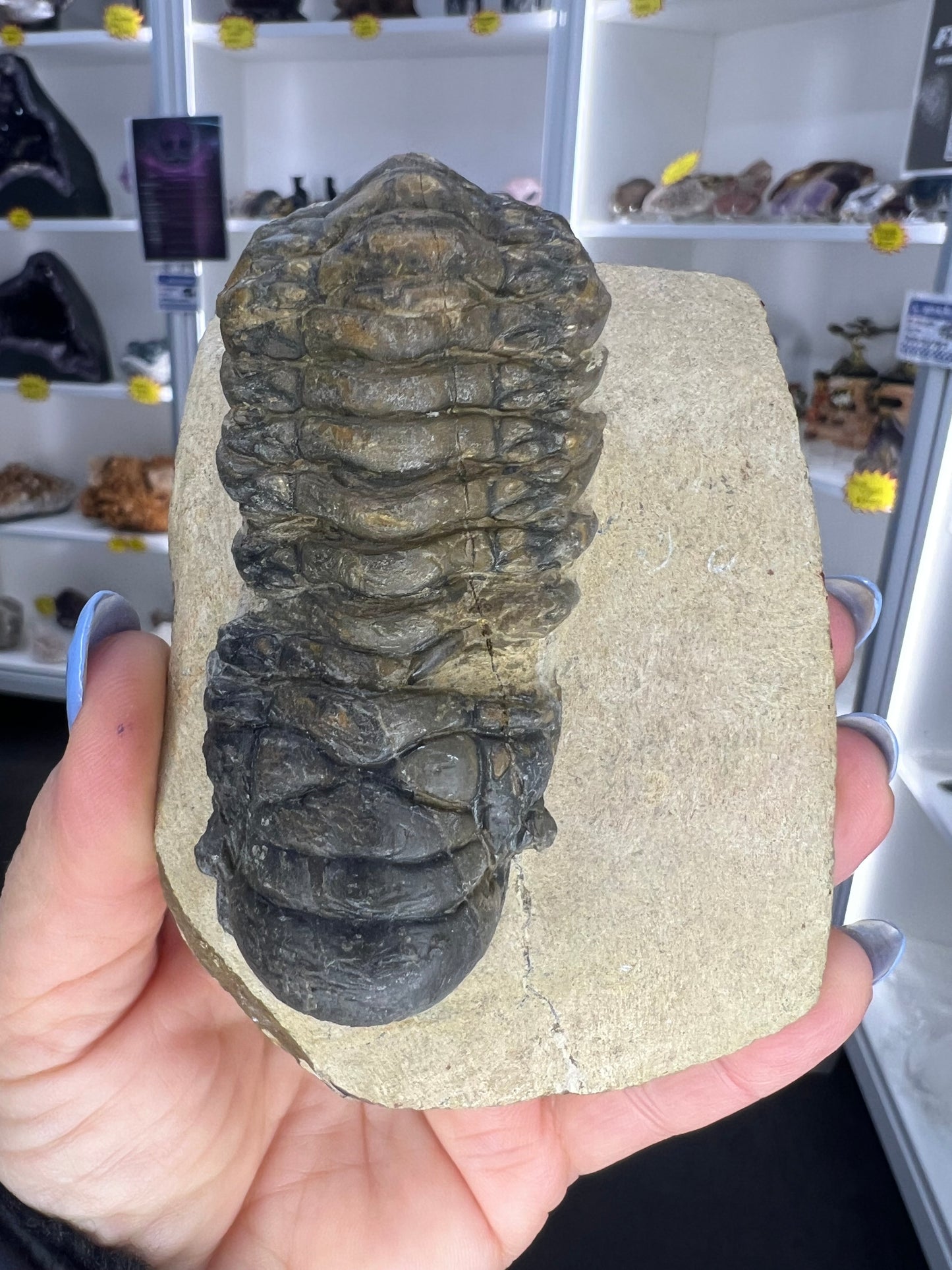 Trilobite in Matrix
