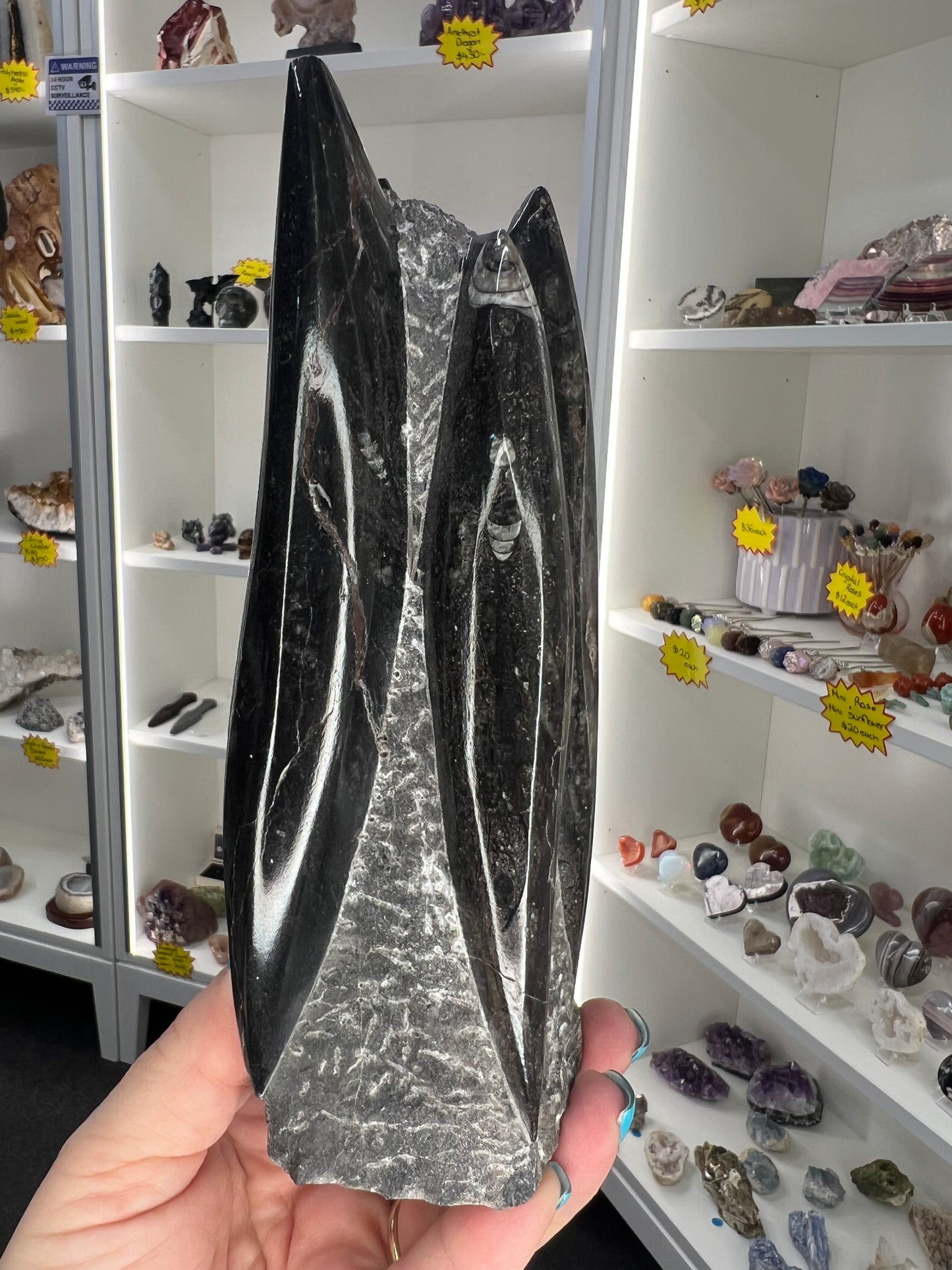 Orthoceras Tower