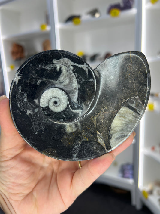 Goniatite Plate