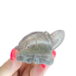 Fluorite Turtle