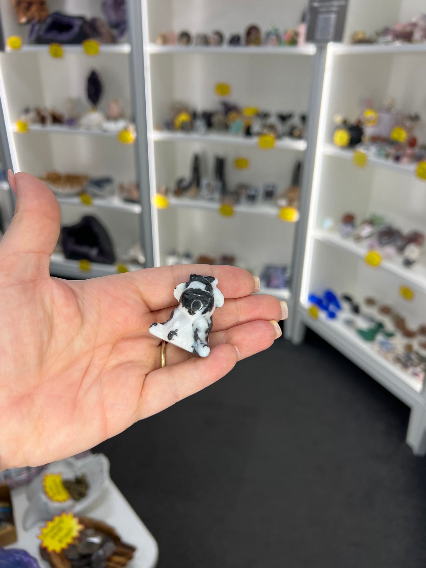 Zebra Jasper Cow