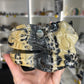 Picture Jasper Dinosaur Skull